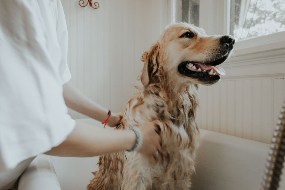 7 Tips in Bathing Your Dog the Proper Way and Successfully