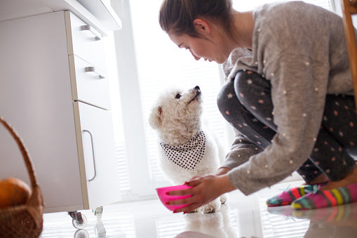 Human Foods that Are Dangerous for Your Dog